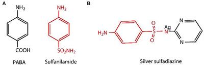 Permeation of Silver Sulfadiazine Into TEMPO-Oxidized Bacterial Cellulose as an Antibacterial Agent